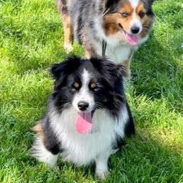 Miniature Australian Shepherds from Lockhart Mini Aussies