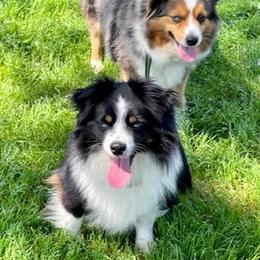 Miniature Australian Shepherds from Lockhart Mini Aussies