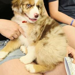 Red - Red merle male Miniature American Shepherd puppy in Georgetown, California from Foothill Aussies
