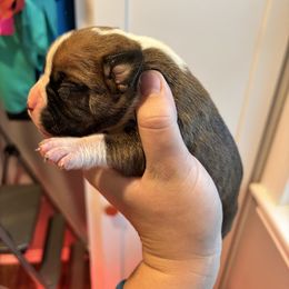 Male 1 - Fawn male Boxer puppy in Charleston, Arkansas from Guardian Kennels