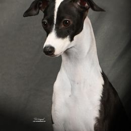 Italian Greyhound Puppies from Alura Italian Greyhounds