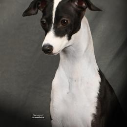 Italian Greyhound Puppies from Alura Italian Greyhounds