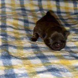 Boy 2 - Shih Tzu puppy in Los Angeles, California from For the Love of Shih Tzus