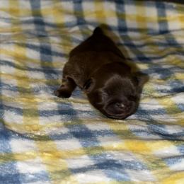 Boy 2 - Shih Tzu puppy in Los Angeles, California from For the Love of Shih Tzus