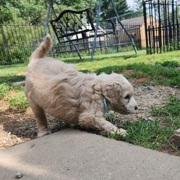 Dallas - light blue collar - Cream male Labradoodle puppy in Fostoria, Michigan from North Country Kennel Club