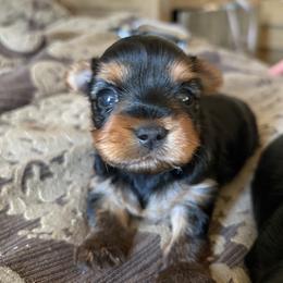 Mask faces beauty - Blue and gold female Yorkshire Terrier puppy in Riverside, California from Playful teacups Yorkshire