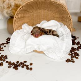 Bean - Merle male Goldendoodle puppy in Ooltewah, Tennessee from Allison Family Doodles