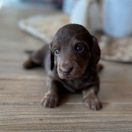 Sierra - Brindle female Dachshund puppy in Hawley, Texas from Foxy’s Dachshunds & Toy Aussies