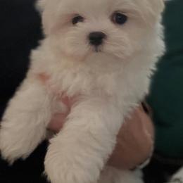 Maltese and Maltipoo Puppies from PrissyPawz