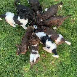 Bernedoodle Puppies from White Oak