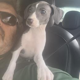 Angel (Ann) - White and blue female Italian Greyhound puppy in Brooksville, Florida from Fisher Link