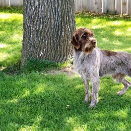 Gunner - Wirehaired Pointing Griffon
