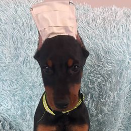 Piper - Black and rust female Doberman Pinscher puppy in Centralia, Missouri from TopSpots Farm
