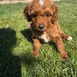Pink - Red  female Goldendoodle puppy in Fruita Colorado, Colorado from Oodles of Teacup Doodles