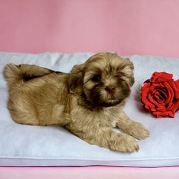 Shihpoo and Shih Tzu Puppies from Lilli’s Shih tzus and Shih poos