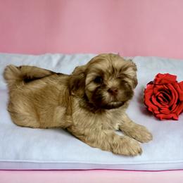 Shihpoo and Shih Tzu Puppies from Lilli’s Shih tzus and Shih poos