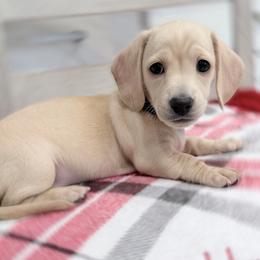 Ashley green collar - Cream female Dachshund puppy in Richmond, Virginia from Irresistible Dachshunds & Cavaliers