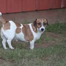 Jack Russell Terrier Puppies from Cuttin Up Jack Russells