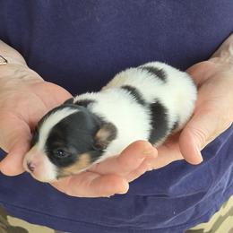 Girl 2 - White black and tan female Papillon puppy in Forest City, North Carolina from Eastern Papillions