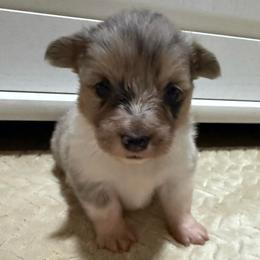 Bob - Blue merle and white male American Corgi puppy in Decatur, Texas from Bar S Corgis