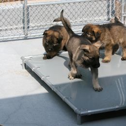 Shiloh Shepherd Puppies from Solace Shilohs