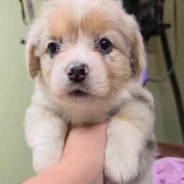 Salsa - Blue merle and white female American Corgi puppy in Mansfield, Ohio from Moonrise corgis