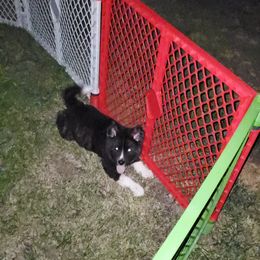 Sporty Mix Puppies from Eternal Symmetry