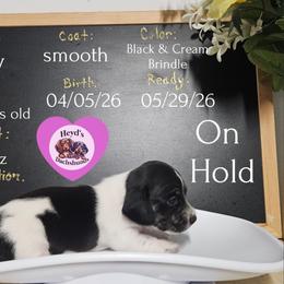 Lily - Piebald female Dachshund puppy in Hoquiam, Washington from Heyd's Mini Dachshunds