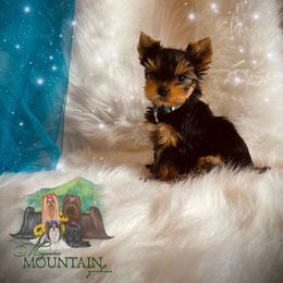 Yorkshire Terrier Puppies from Majestic Mountain Yorkies