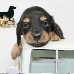 Dachshund Puppies from Piney Woods Miniature Dachshunds