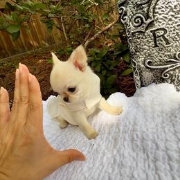 Baby Boo - 12,850 - White female Chihuahua puppy in Jacksonville, Florida from Petits Chihuahuas