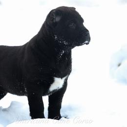 Salem - Black female Cane Corso puppy in Cable, Ohio from Americana Cane Corso