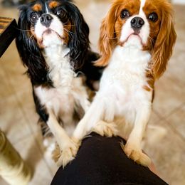 Cavalier King Charles Spaniel All Grown Up from MagPie Cavaliers
