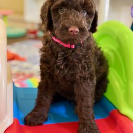 Hershey - Pink Collar - Chocolate female Goldendoodle puppy in Kingwood, Texas from Kingwood Goldendoodles