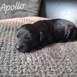 Apolo - Black male Goldendoodle puppy in Eau Claire, Wisconsin from Fisher River Doodle's