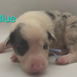 Lt Blue - Blue merle male Border Collie puppy in Itasca, Texas from KMA Ranch