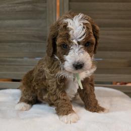 Bear - Red male Bernedoodle puppy in Bristol, Tennessee from 4goldendoodles