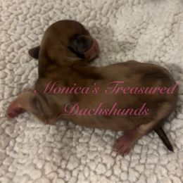 Girl 5 - Dapple female Dachshund puppy in Humble, Texas from Monica’s Treasured Dachshunds