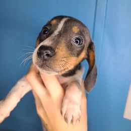 Dachshund Puppies from Far Far Away Dachshunds