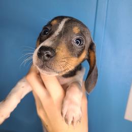 Dachshund Puppies from Far Far Away Dachshunds