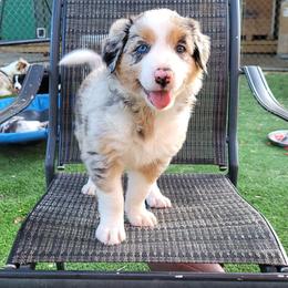 Boy 3 Cosmo - Blue merle male Border Collie puppy in Morgan, Texas from Shooting Star Ranch