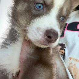 George Weasley - Sable and white male Siberian Husky puppy in Jasper, Alabama from Sophia's Siberian Huskies