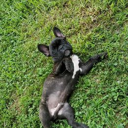 French Bulldog Puppies from Ohio Valley Frenchies