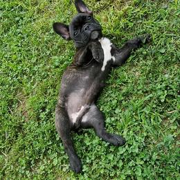 French Bulldog Puppies from Ohio Valley Frenchies