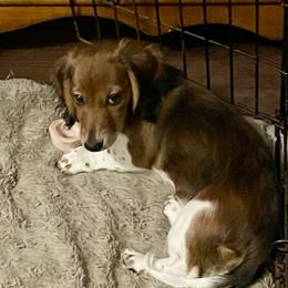 Ygritte - Dachshund