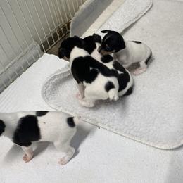 Toy Fox Terrier puppies from 3T’s Toy Fox Terriers