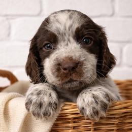 Hoku - Liver white and roan male English Springer Spaniel puppy in Florida from Thunderbird Springers