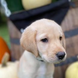 Labrador Retrievers from SommerLabs