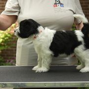 Schapendoes Puppies from Dream Star Schapendoes