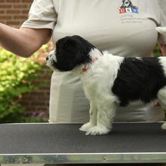 Schapendoes Puppies from Dream Star Schapendoes